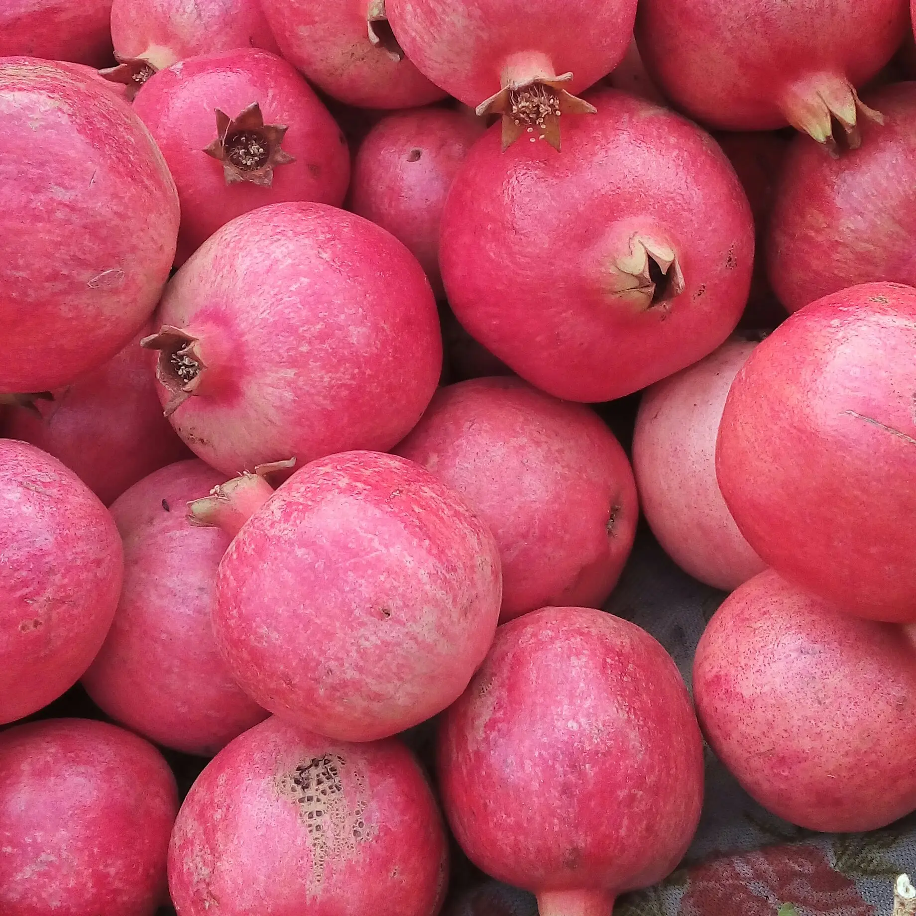 انار