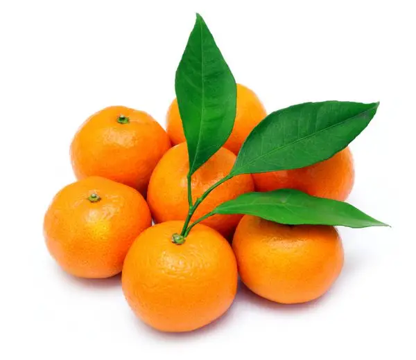 نارنگی برگی