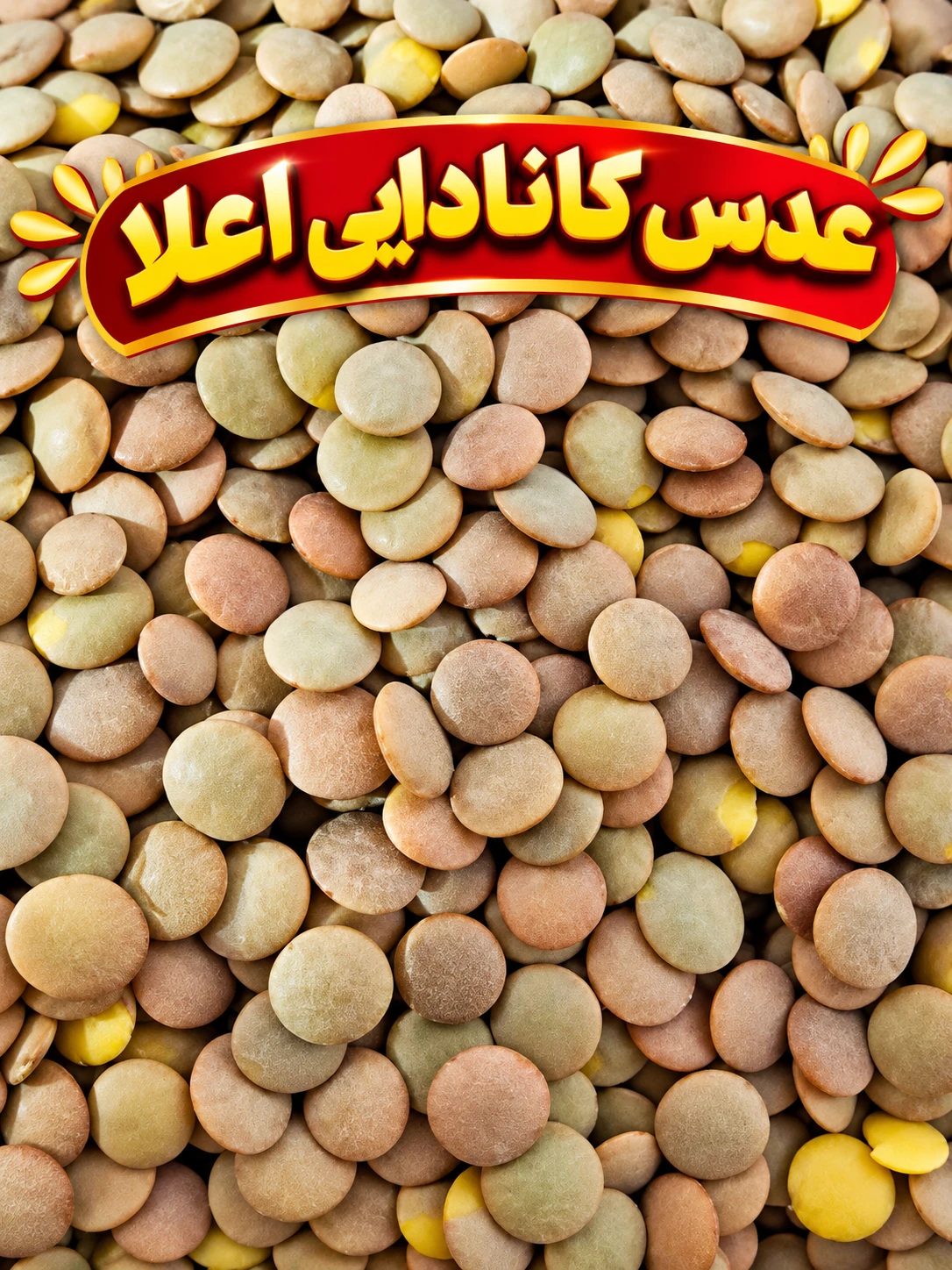 عدس کانادا فله اعلا وزن یک کیلو